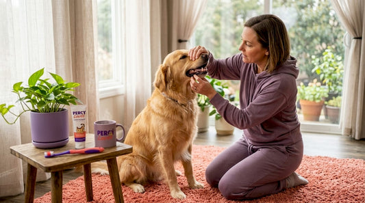 Owner examines dog teeth in sunlit living room