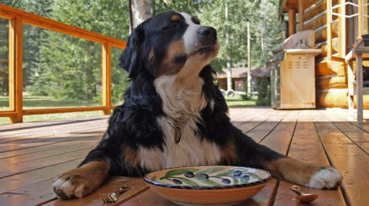 Dog-friendly home tips for safe and happy pets