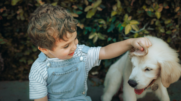 boy pets golden labrador puppy