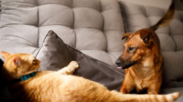 Dog & Cat playing on a gray couch.