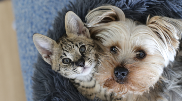 Pet family lifestyle guide 2026: Safer odor control