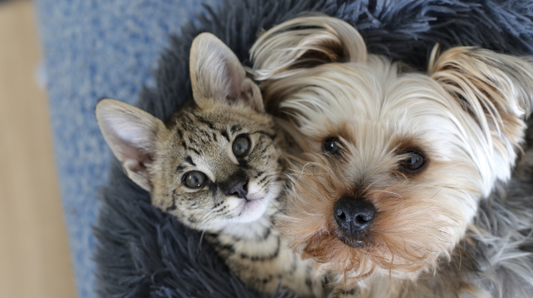 Pet family lifestyle guide 2026: Safer odor control