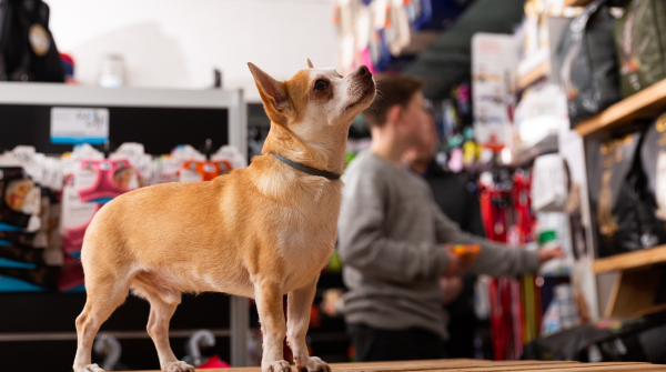 Chihuahua at a pet store staring at the options