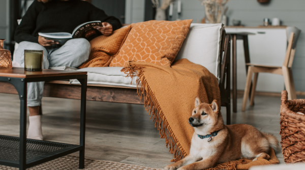 woman on couch reading, corgi dog on floor on blanket
