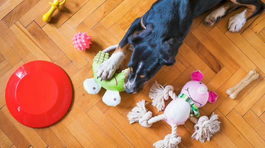 dog plays with toys on hardwood floor