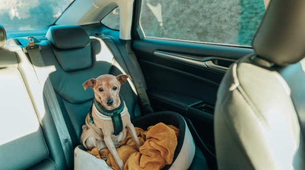 Dog safety must-haves every responsible owner needs 2026