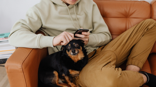Small black dog in the lap of a man