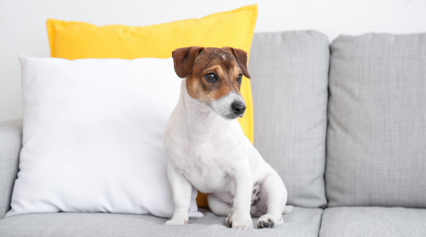 small dog on a gray couch