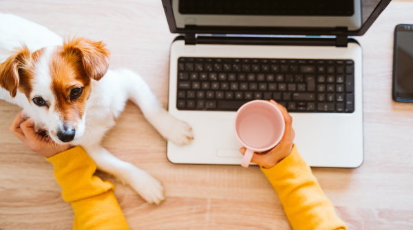 Dog sits with owner while they sit as computer desk