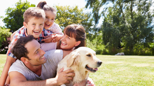 Pet safety certifications explained for smarter choices