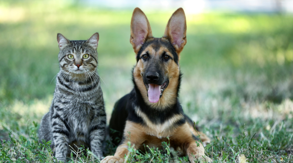 Guide to pet health routines for safe, quality care in 2026