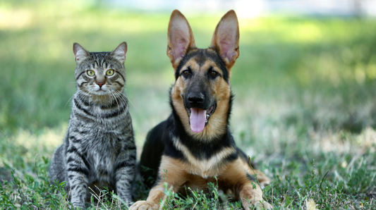 Guide to pet health routines for safe, quality care in 2026