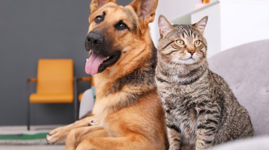 Pet Family Care Definition: Impact on Modern Pet Homes