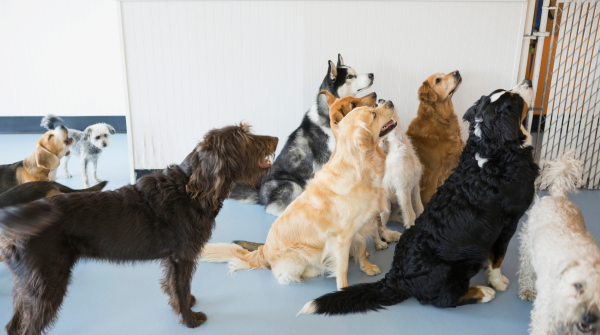 Pet parent responsibilities: full definition and care guide