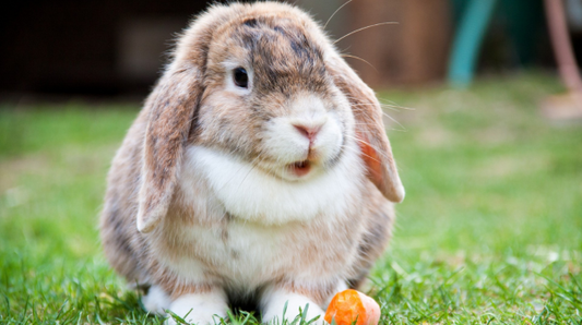fluffy rabbit in the grass outside
