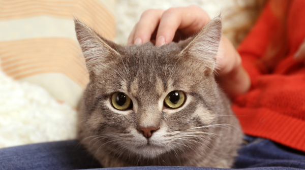 Cat Hygiene Maintenance Guide: Keep Your Home Fresh