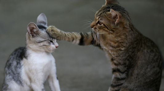 What is pet cleaning safety? Protect your pets in 2026