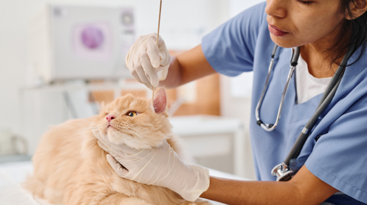 Cat at the vet getting their ear swabbed