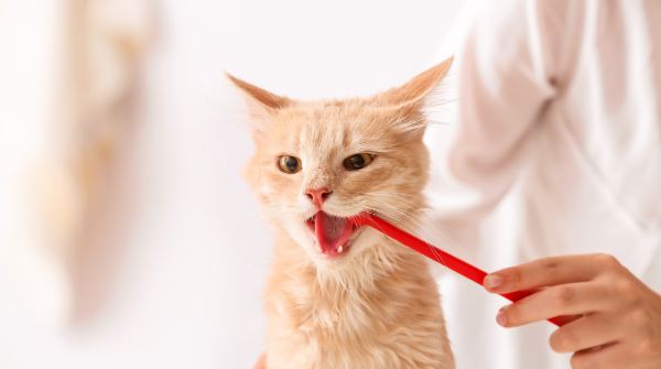 small cat getting their teeth brushed by a red toothbrush