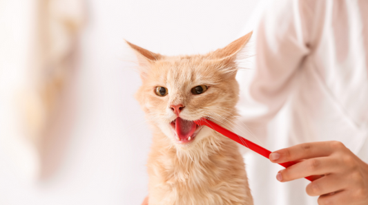 small cat getting their teeth brushed by a red toothbrush