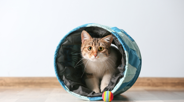 Pet product safety: 69M pounds recalled and counting