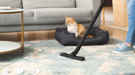 Person vaccuums rub while cat sits in cat bed.
