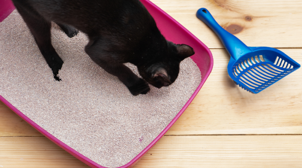 Pet-Parent Cleaning Checklist for an Odor-Free Home