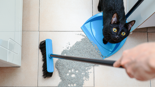 Black cat standing on dust pan while human tries to sweep
