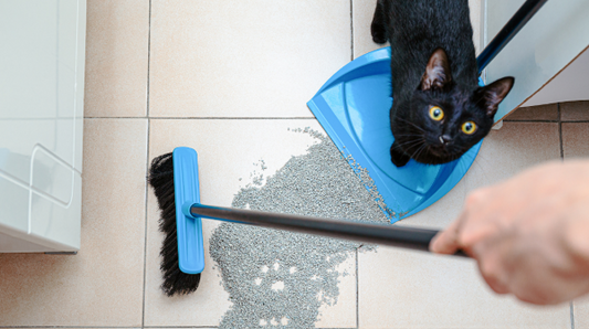 Black cat standing on dust pan while human tries to sweep