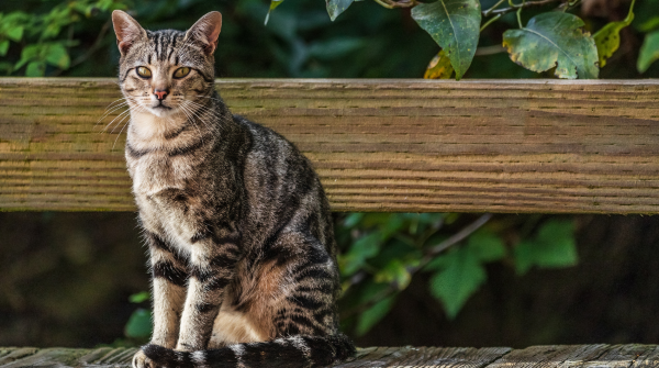 Safe, Effective Cat Odor Control for Pet Parents 2026