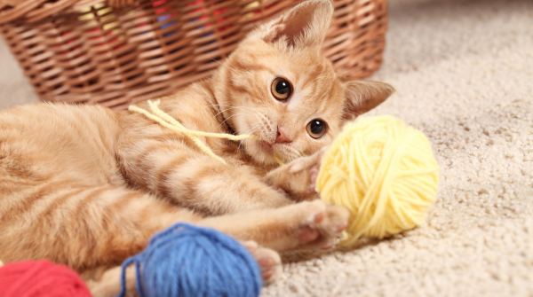 Cat plays with yarn on the carpet