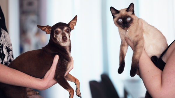 A cat & a dog being held up in the air together