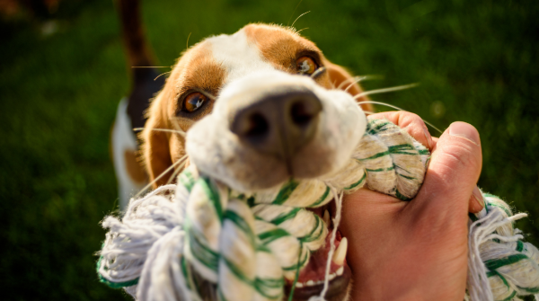 Dog up close holding  a rope toy in its mouth while someone holds onto it. 