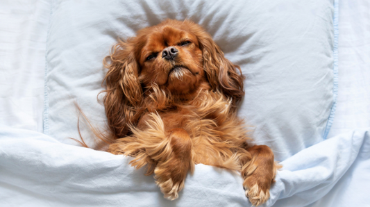 dog, tucked in, sleeping in bed