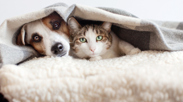Dog & cat under the covers and looking out