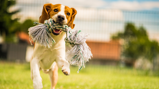 Dog outside runnning with a rope toy in its mouth