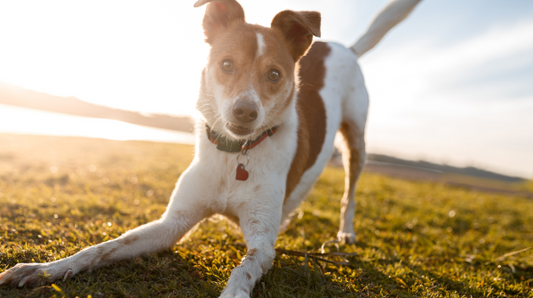 dog standing in grass with sunflare behind it