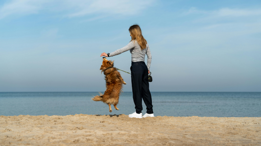 Dog being walked in the beach, jumping in the air
