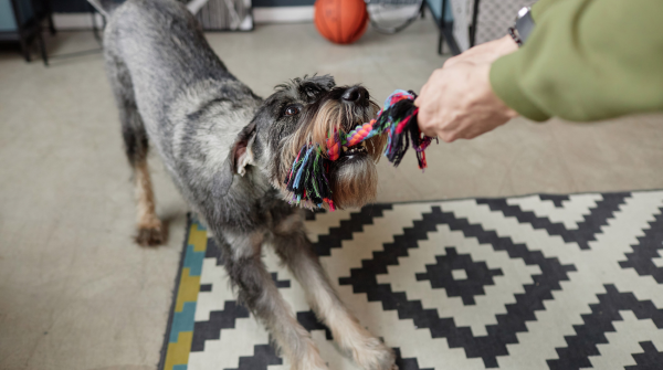 Dog-friendly home tips: 52,000 injuries prevented yearly