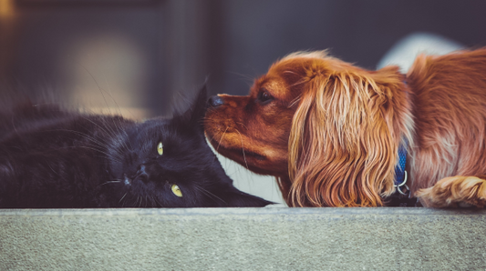 brown dog sniff the top of a black cats head while laying down