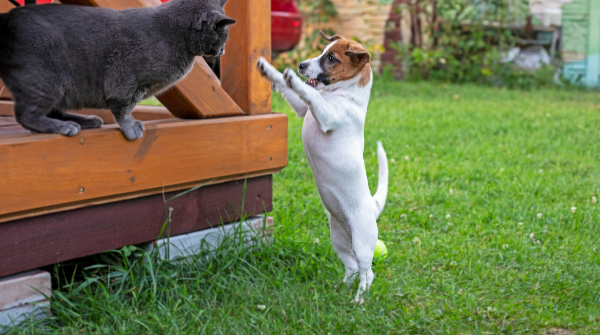 Pet-safe cleaning: keep your home safe for pets