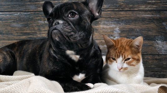 french bulldog and a cat lay toegther on a bed