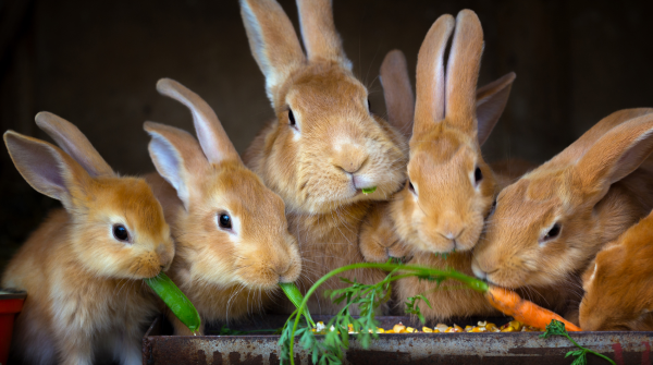 Five rabbits eating carrots and other veggies