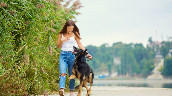 What is pet wellness? A 2026 guide to holistic care