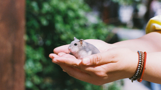 How safety ensures quality pet care and well-being in 2026