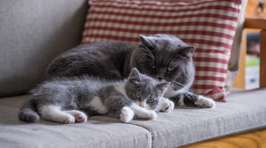 kitten & mother lay on couch together