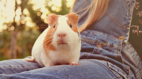 Guinea pig sitting on a girls lap outside