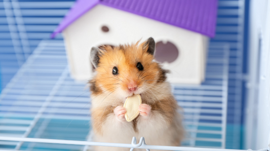 Signs your home is pet ready: a safety guide