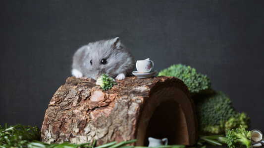 Pet odor control: Protect your cats and small animals