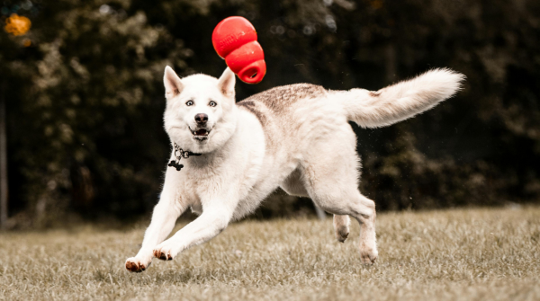 Dog playing fetch outside